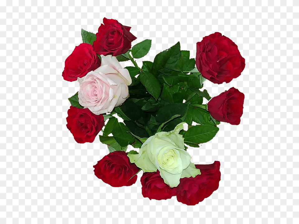 Rose Flower, Flower Arrangement, Flower Bouquet, Plant Png Image