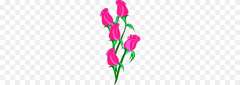 Rose Flower, Plant, Dynamite, Weapon Free Png Download