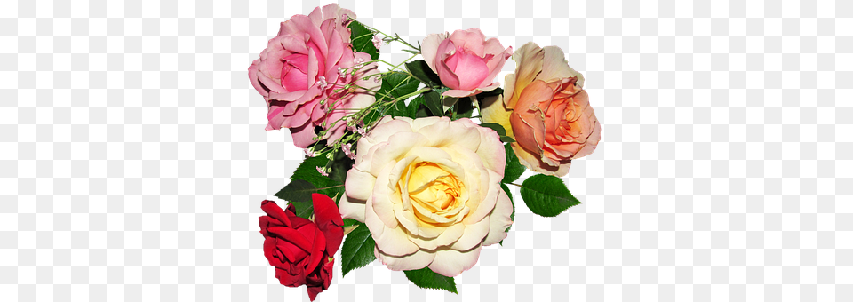 Rose Flower, Flower Arrangement, Flower Bouquet, Plant Free Png Download