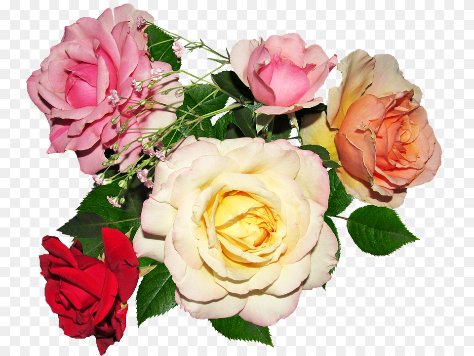 Rose Flower, Flower Arrangement, Flower Bouquet, Plant Free Png