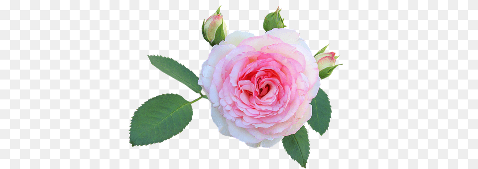 Rose Flower, Plant Free Png