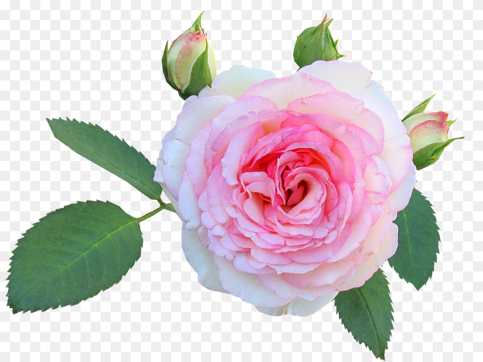 Rose Flower, Plant, Petal Png