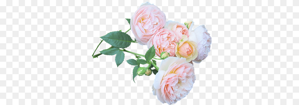 Rose Flower, Flower Arrangement, Flower Bouquet, Plant Free Transparent Png