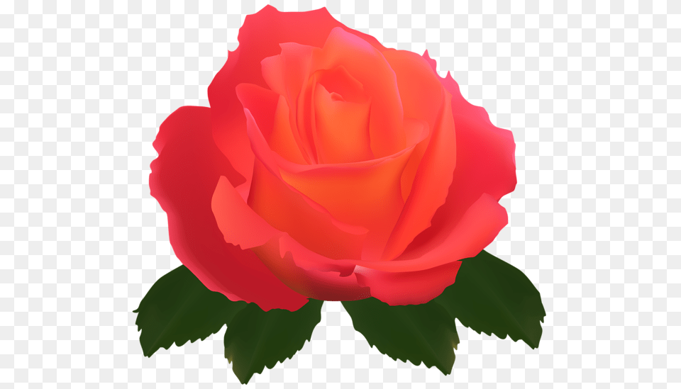 Rose, Flower, Plant, Petal Png Image