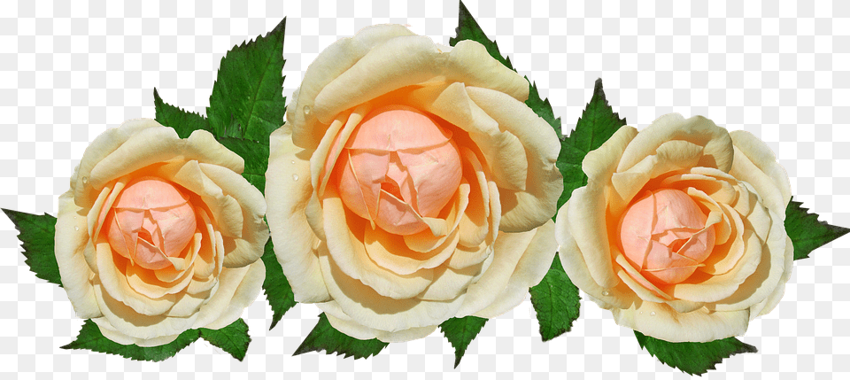 Rose Flower, Plant, Petal Free Png