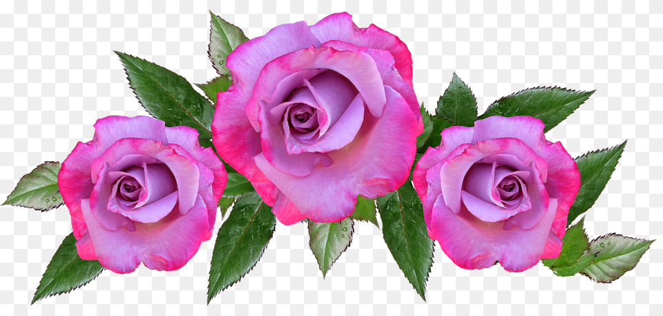 Rose Flower, Plant, Petal Free Png