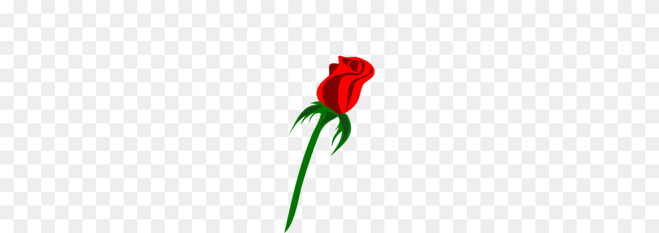 Rose Flower, Plant, Dynamite, Weapon Png Image