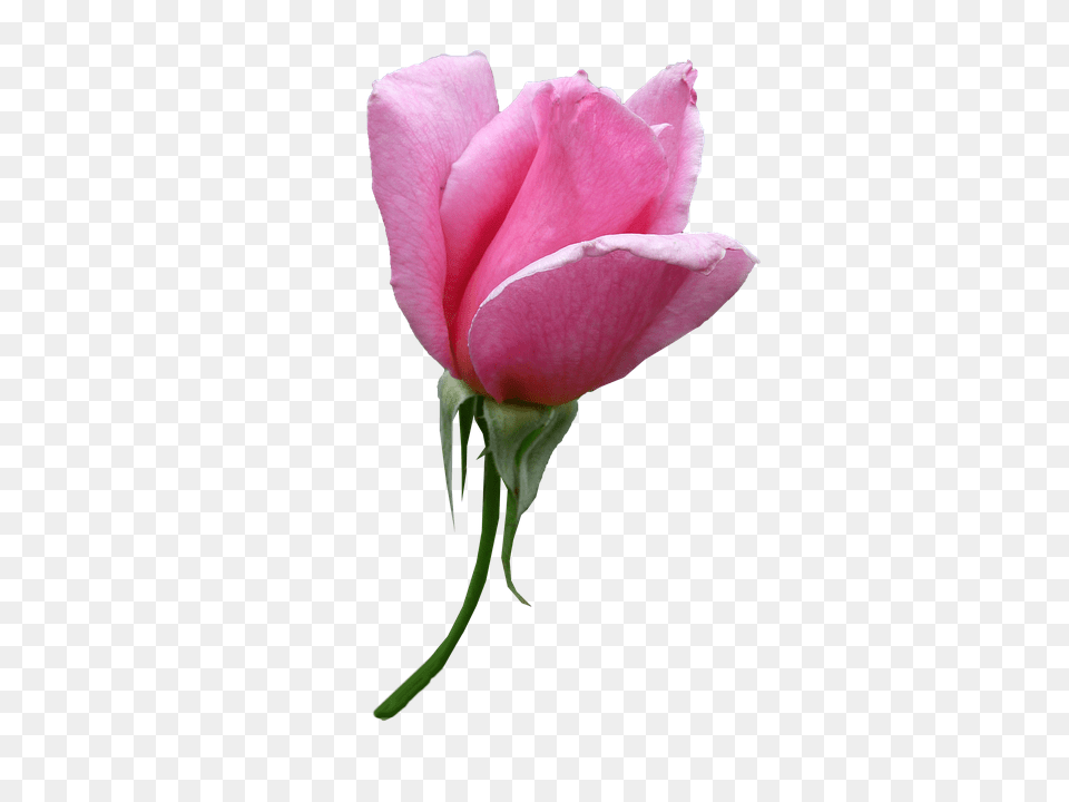 Rose Flower, Plant, Petal, Person Png Image