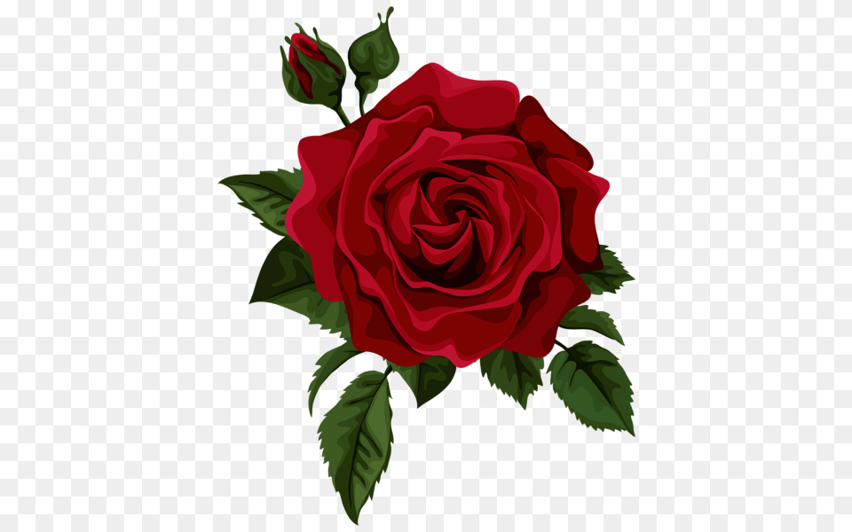 Rose, Flower, Plant Png