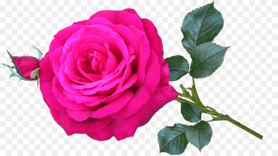 Rose Flower, Plant Png