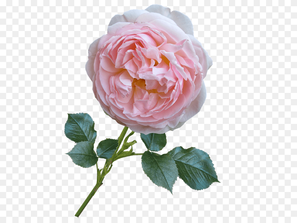 Rose Flower, Plant, Petal Free Png