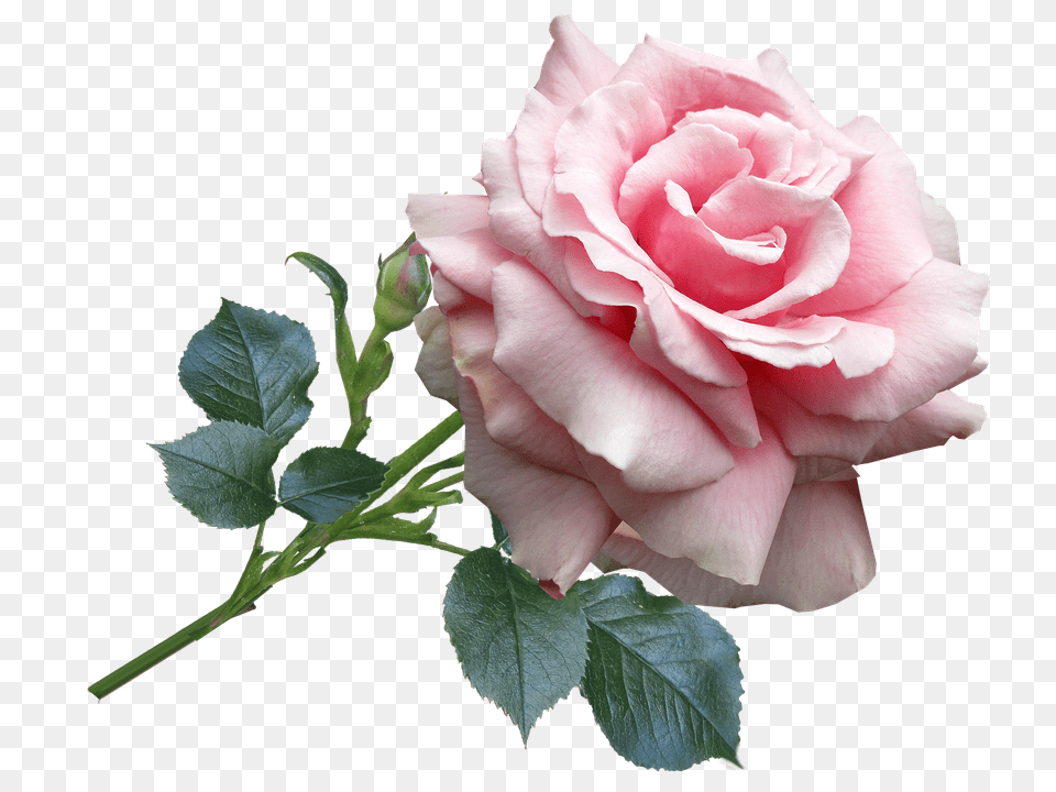 Rose Flower, Plant Free Transparent Png