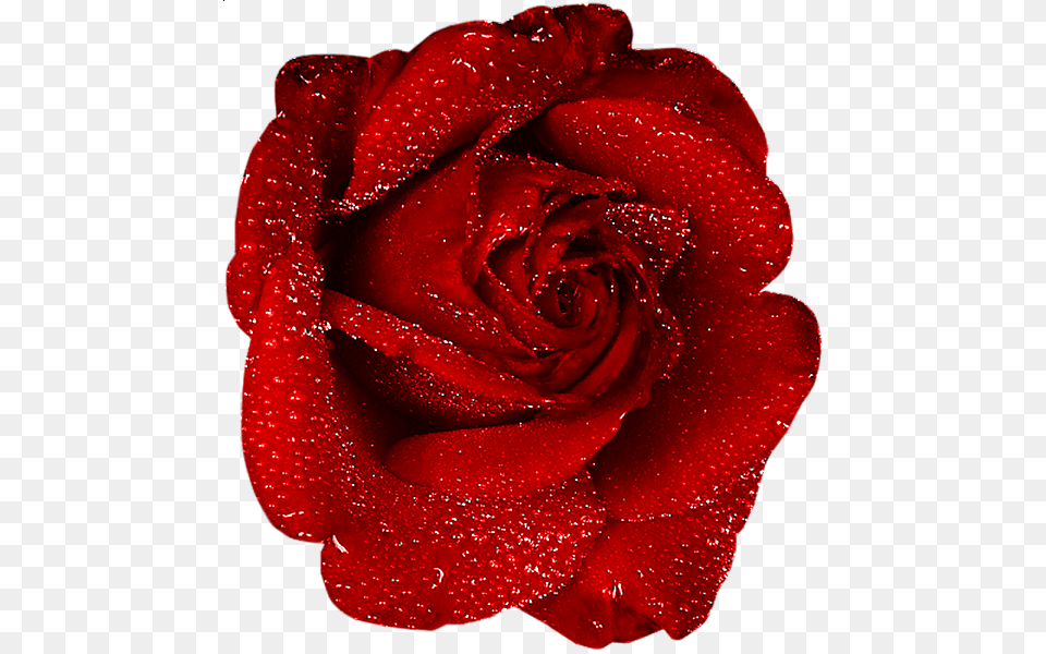 Rose, Flower, Plant Free Transparent Png