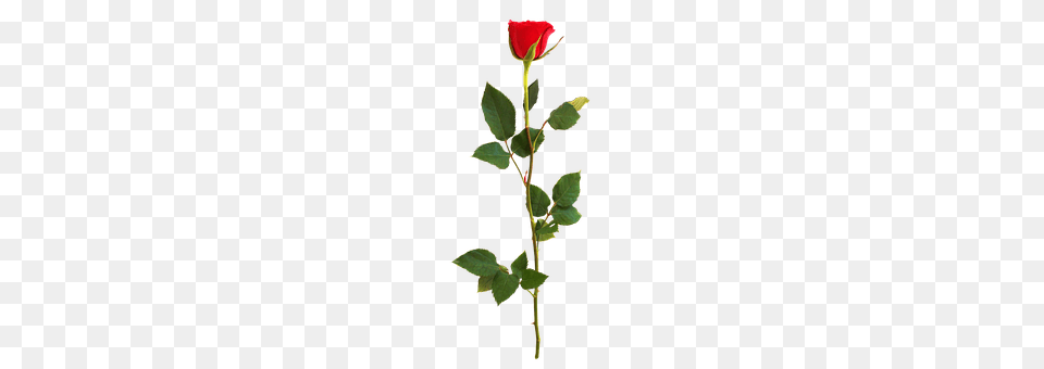 Rose Flower, Plant Free Transparent Png