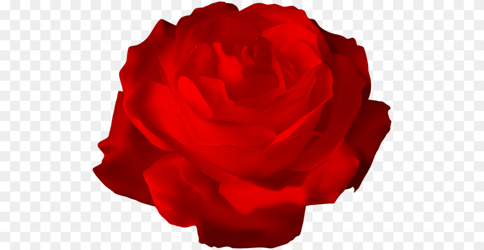 Rose, Flower, Plant, Petal Png