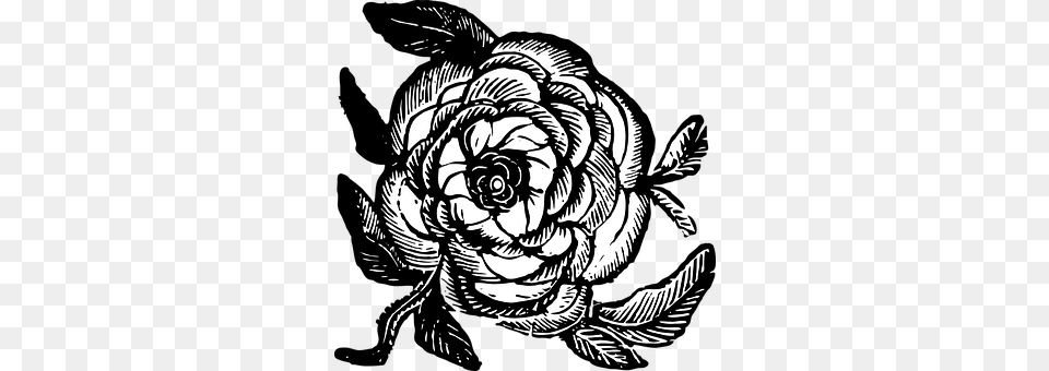 Rose Art, Drawing, Animal, Mammal Free Png