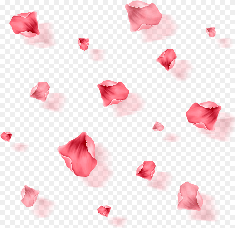 Rose, Flower, Petal, Plant Free Png Download