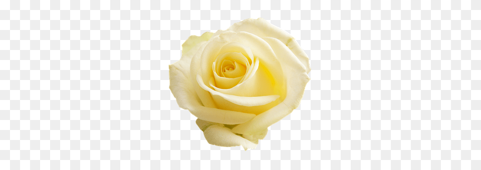 Rose Flower, Plant, Petal Free Png