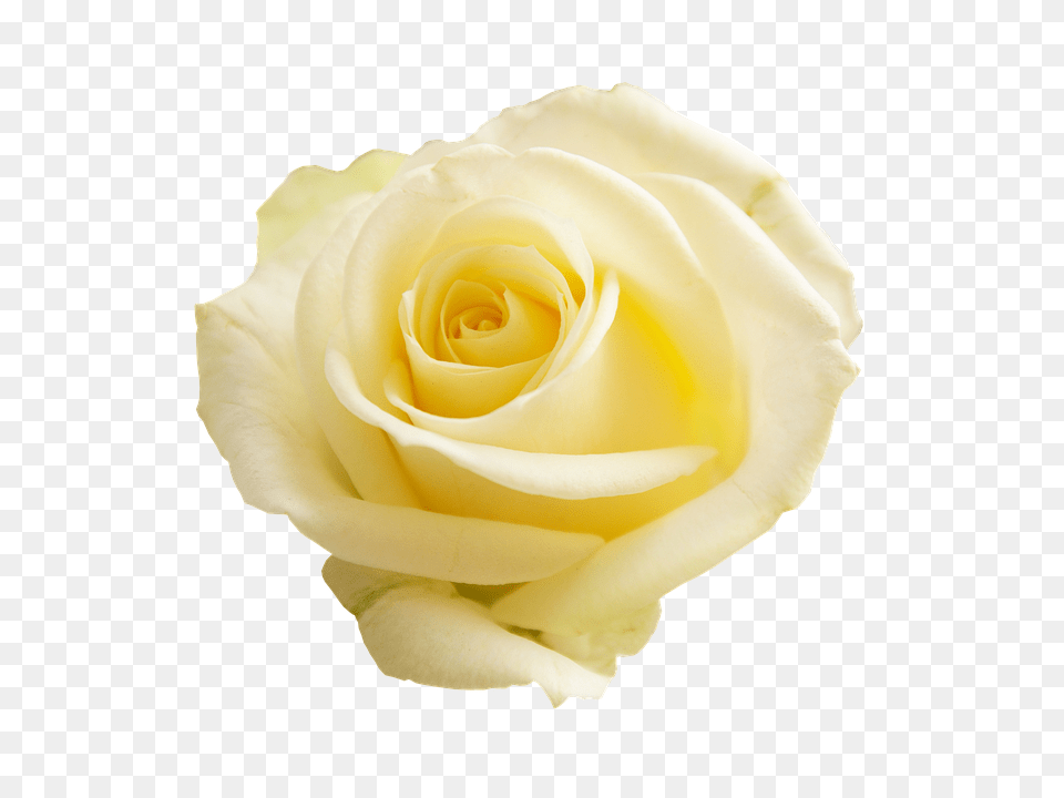 Rose Flower, Plant, Petal Png Image