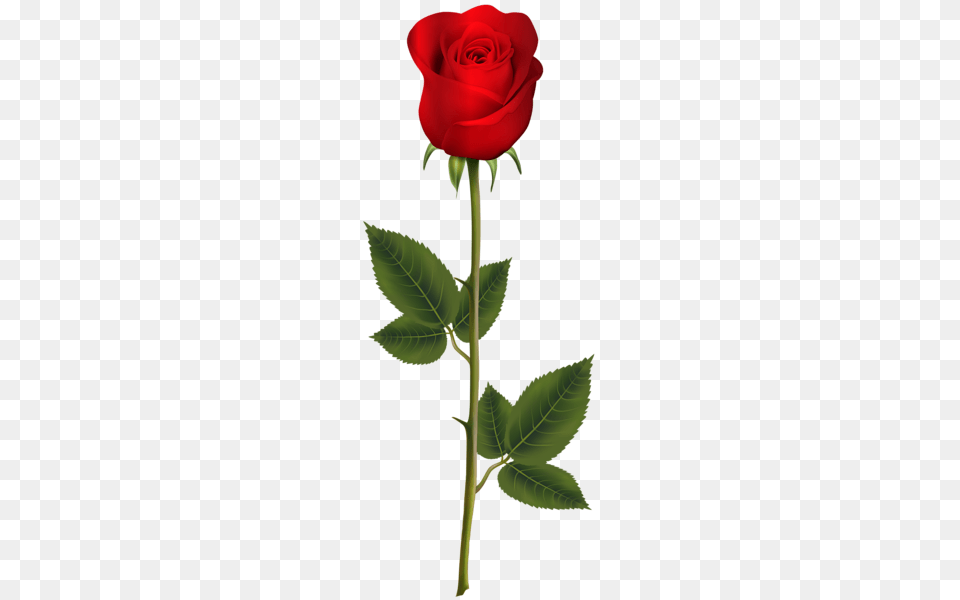 Rose, Flower, Plant Free Png