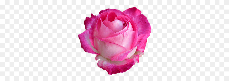 Rose Flower, Plant, Petal Png Image