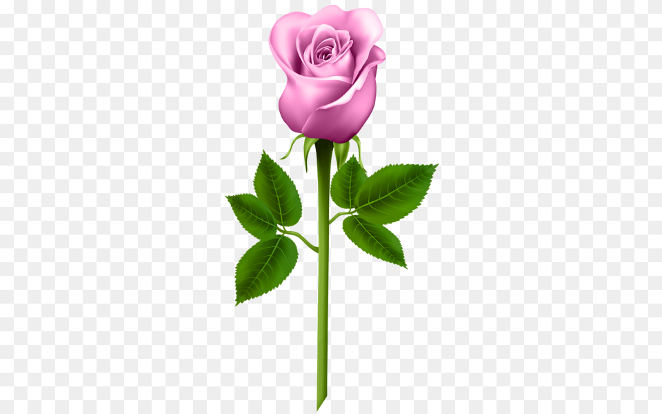 Rose, Flower, Plant Png Image