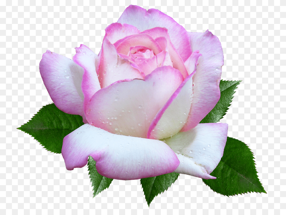 Rose Flower, Plant, Petal Png