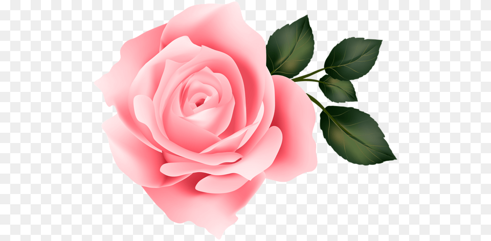 Rose, Flower, Plant, Petal Free Png Download