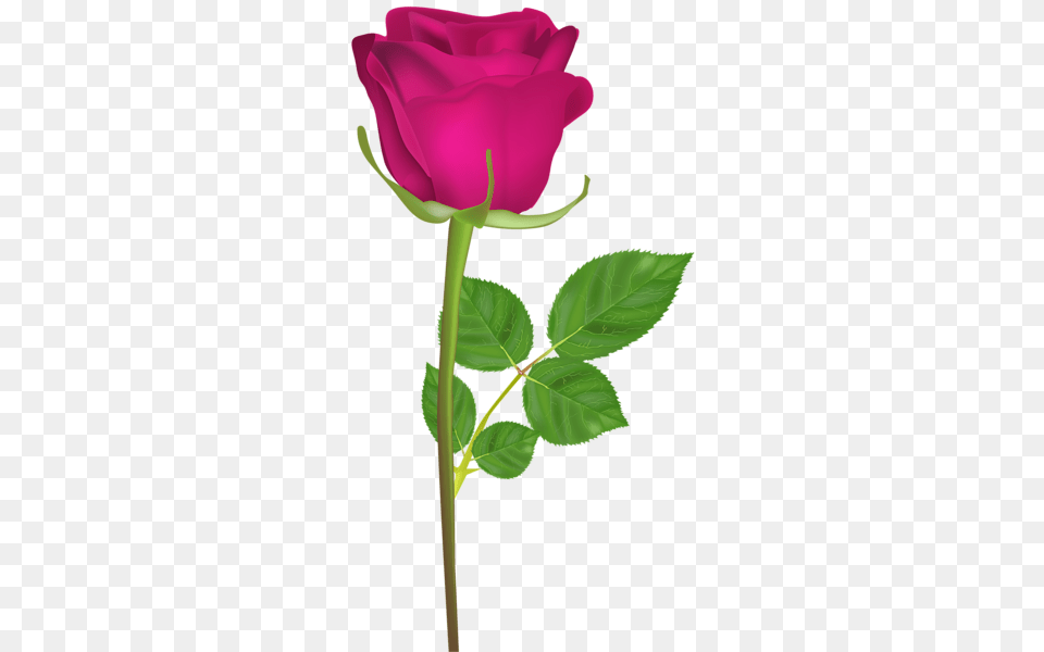Rose, Flower, Plant, Leaf Free Png