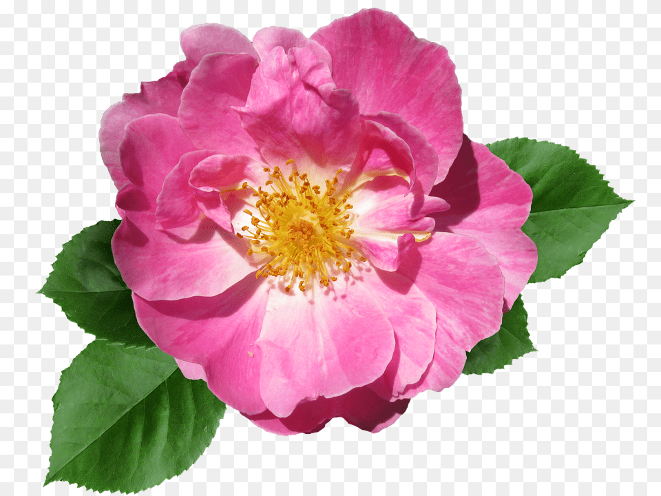 Rose Anemone, Flower, Geranium, Petal Png