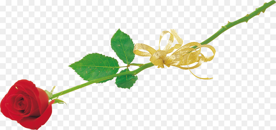 Rose, Flower, Plant, Leaf Free Transparent Png