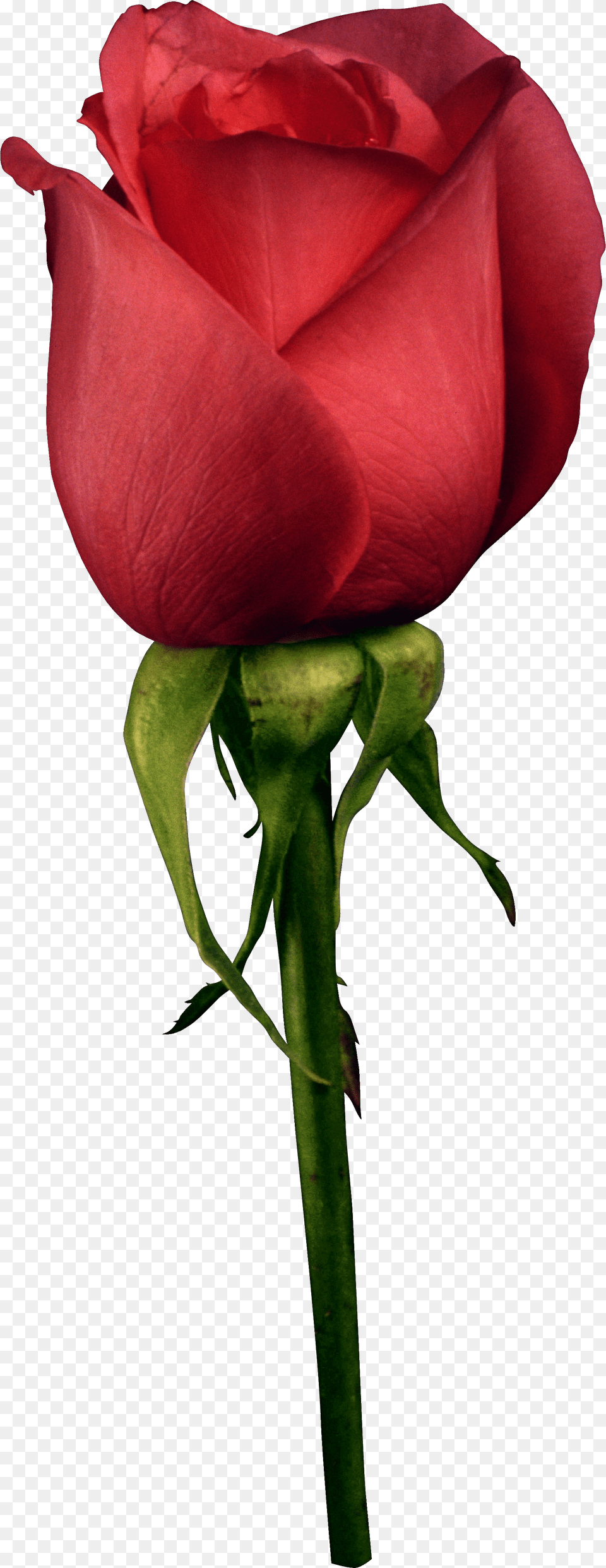 Rose Free Png Download