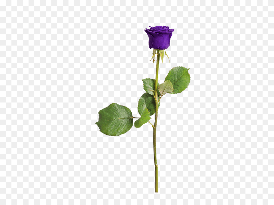 Rose Flower, Plant, Acanthaceae Png Image