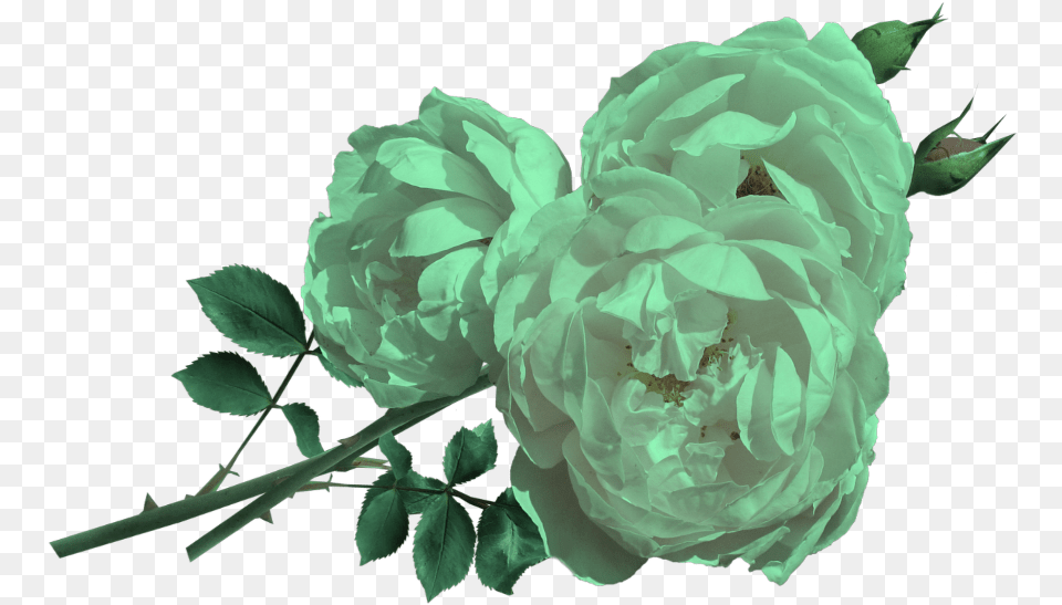 Rose, Flower, Plant, Peony, Dahlia Free Transparent Png