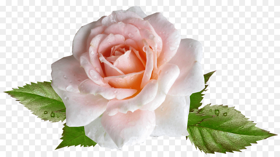 Rose Flower, Plant, Petal Free Transparent Png