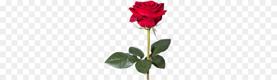 Rose, Flower, Plant Png