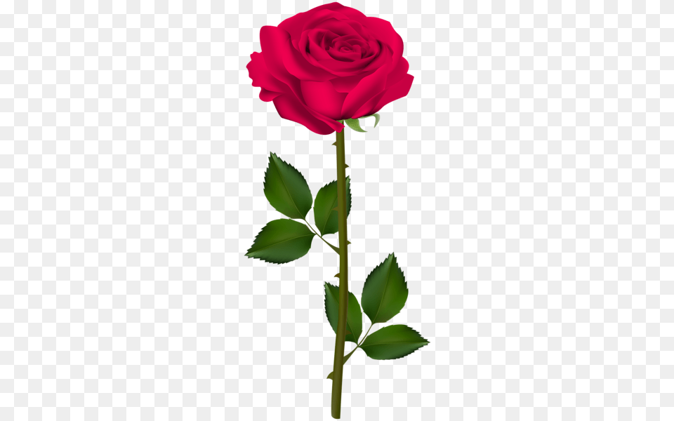 Rose, Flower, Plant Png Image