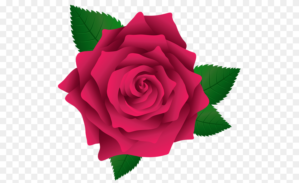 Rose, Flower, Plant Free Png