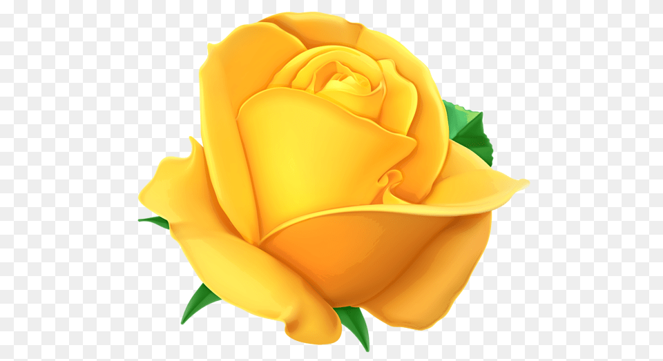 Rose, Flower, Plant, Petal Free Png