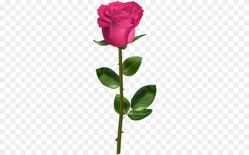 Rose, Flower, Plant Png