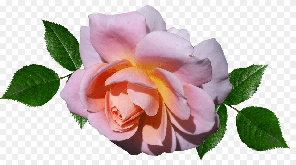 Rose Flower, Petal, Plant Free Transparent Png