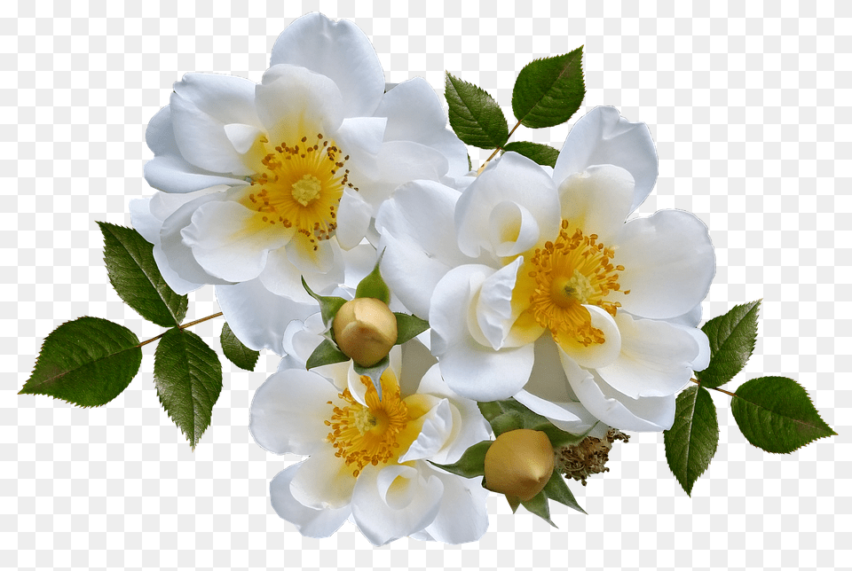 Rose Anemone, Flower, Plant, Pollen Png