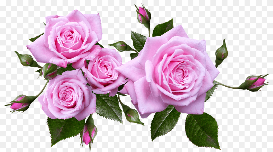 Rose Flower, Plant, Flower Arrangement, Flower Bouquet Free Png