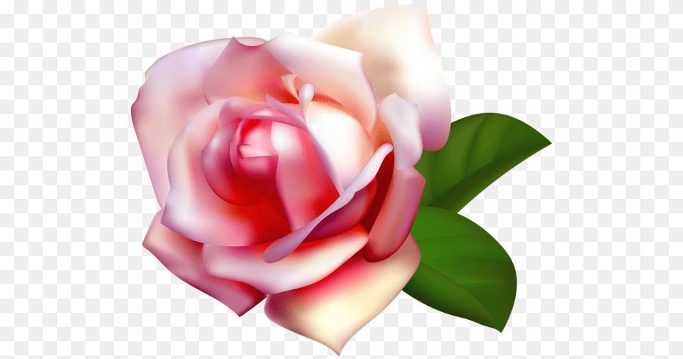 Rose, Flower, Plant, Petal, Baby Png Image