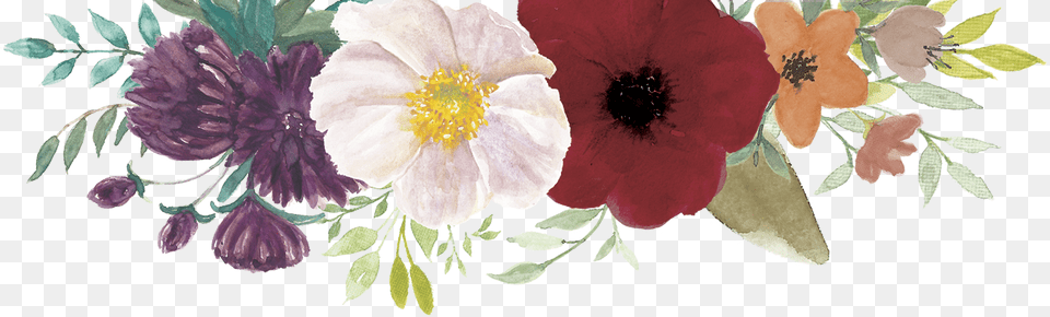 Rose, Anemone, Plant, Flower, Petal Free Png Download