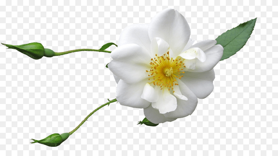 Rose Anemone, Flower, Geranium, Petal Free Png Download