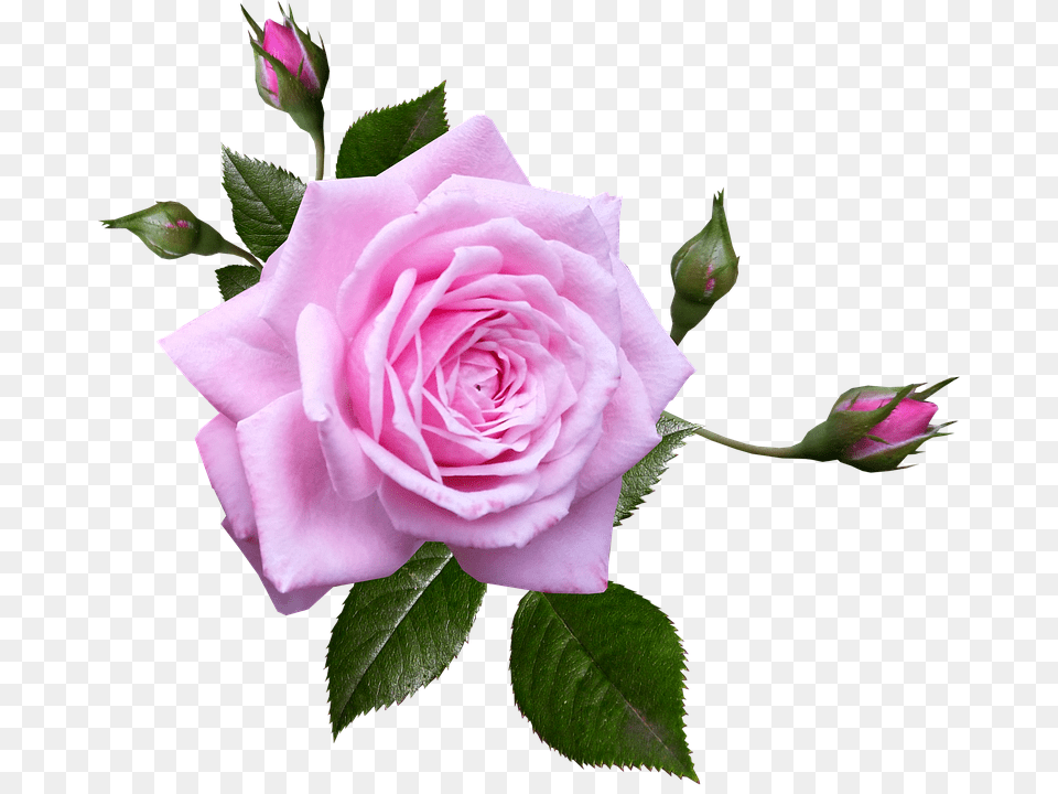 Rose Flower, Plant, Petal Free Png