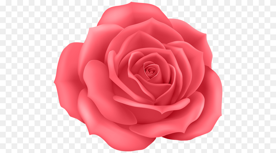 Rose, Flower, Petal, Plant Free Png Download