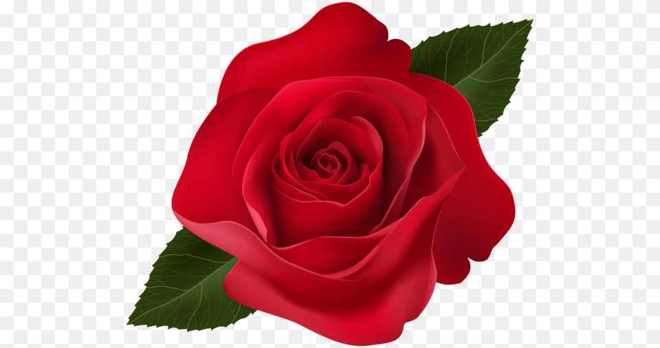 Rose, Flower, Plant Png Image