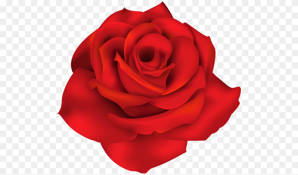 Rose, Flower, Plant, Petal Free Transparent Png